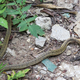 A kukri snake, having come into contact with the toad poison, is seen rubbing itself against leaves and rocks to remove the toxin from its face. The toad jumped several feet away, but was later recaptured.